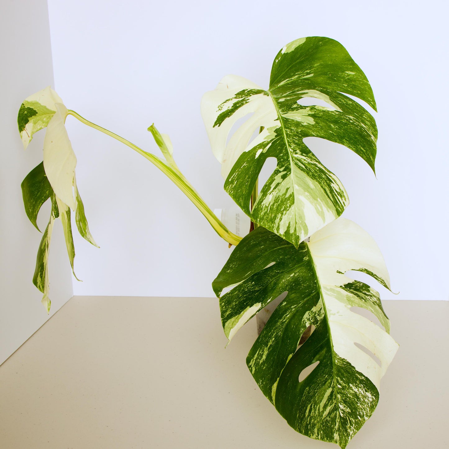 Variegated Rooted Monstera Deliciosa Albo tropical plants