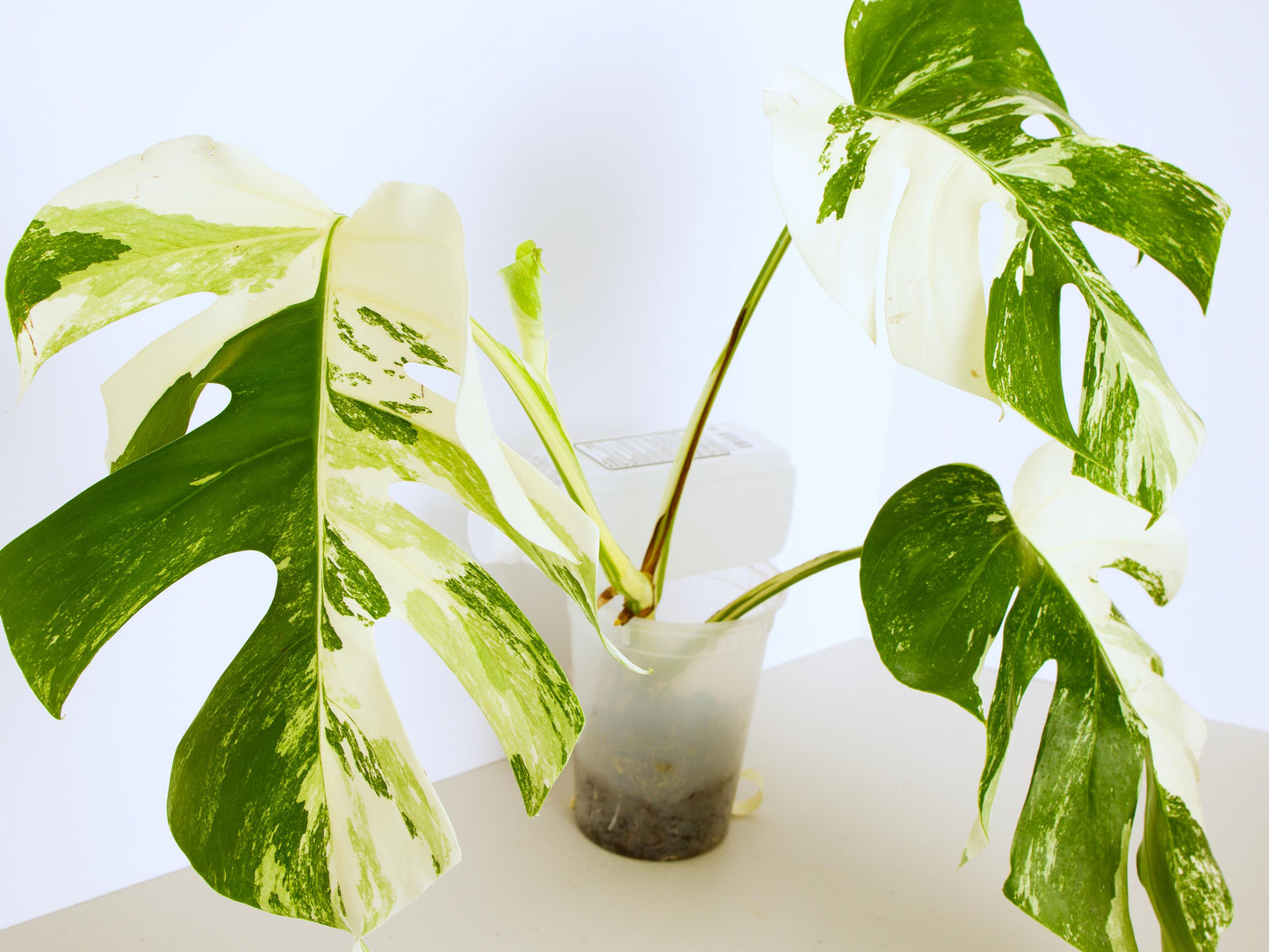 Variegated Rooted Monstera Deliciosa Albo tropical plants