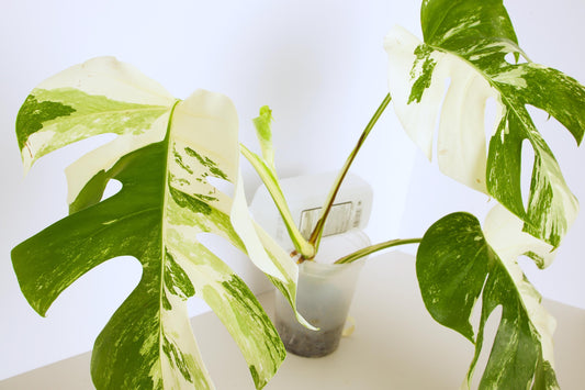 Variegated Rooted Monstera Deliciosa Albo tropical plants
