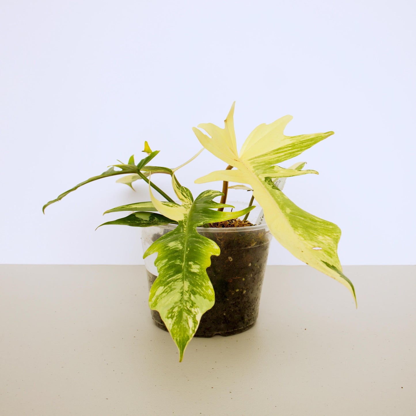 Variegated Florida X Tortum, rare plant, rooted plant