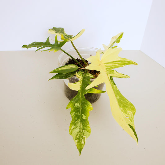 Variegated Florida X Tortum, rare plant, rooted plant