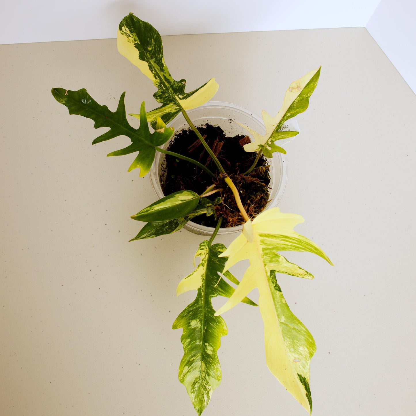 Variegated Florida X Tortum, rare plant, rooted plant