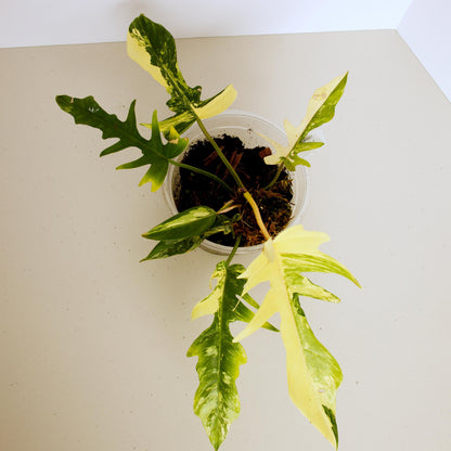 Variegated Florida X Tortum, rare plant, rooted plant