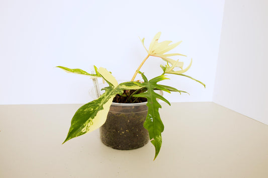 Variegated Florida X Tortum, rare plant, rooted plant
