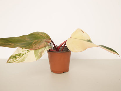 Philodendron Strawberry Shake Plants