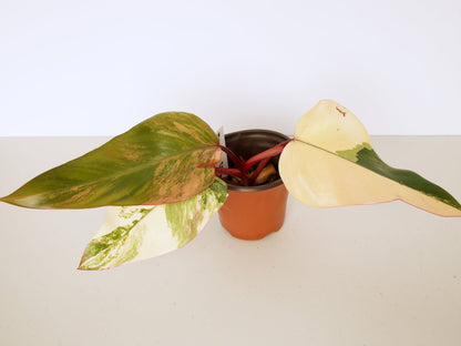 Philodendron Strawberry Shake Plants